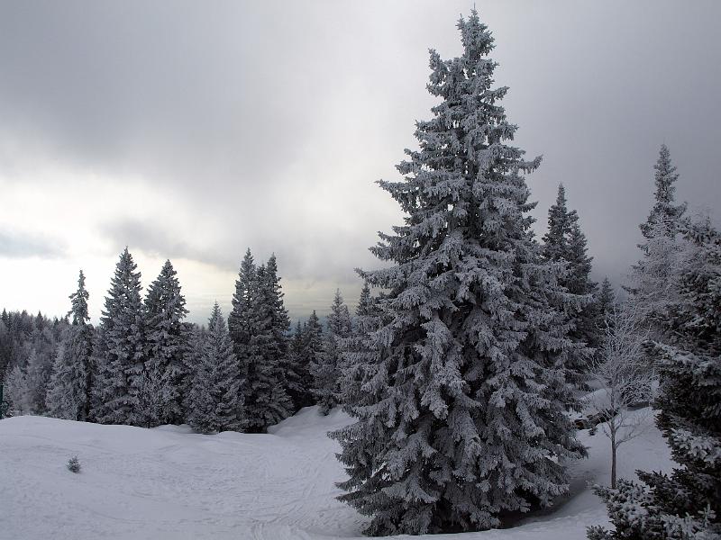 P1035838.JPG - OLYMPUS DIGITAL CAMERA