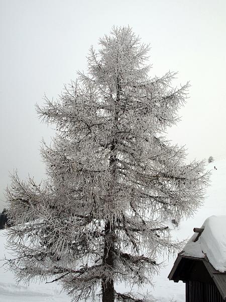 P1035852.JPG - OLYMPUS DIGITAL CAMERA