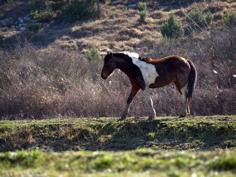 P3076904.JPG - OLYMPUS DIGITAL CAMERA
