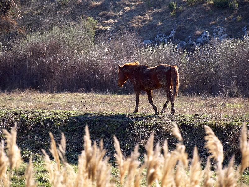 P3076911.JPG - OLYMPUS DIGITAL CAMERA