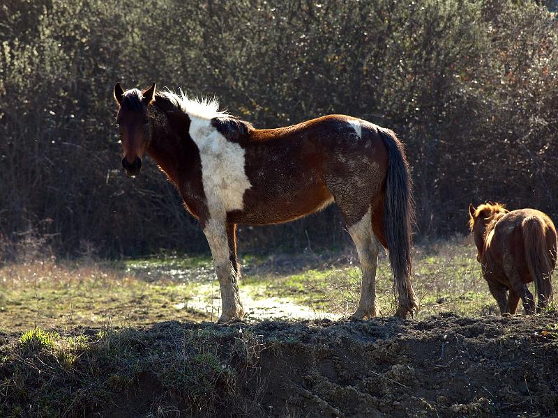 P3076915.JPG - OLYMPUS DIGITAL CAMERA